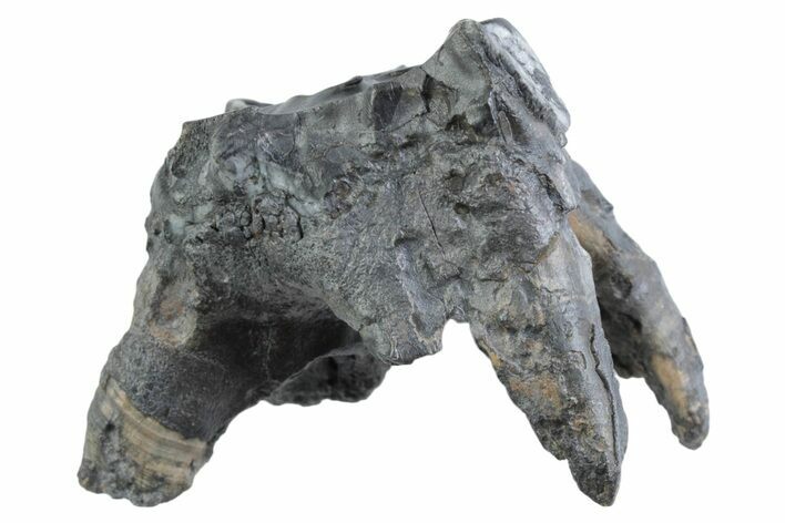 Fossil Woolly Rhino (Coelodonta) Tooth - Siberia #370923